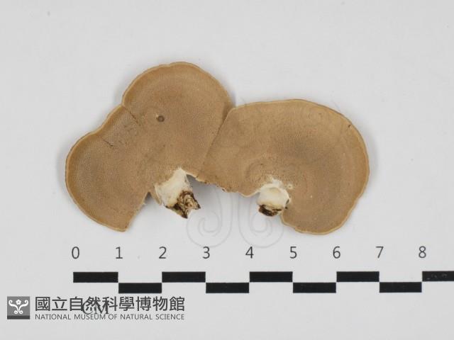 小孔菌屬藏品圖，第3張