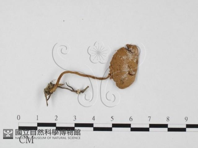登錄號:F0025694藏品圖，第3張