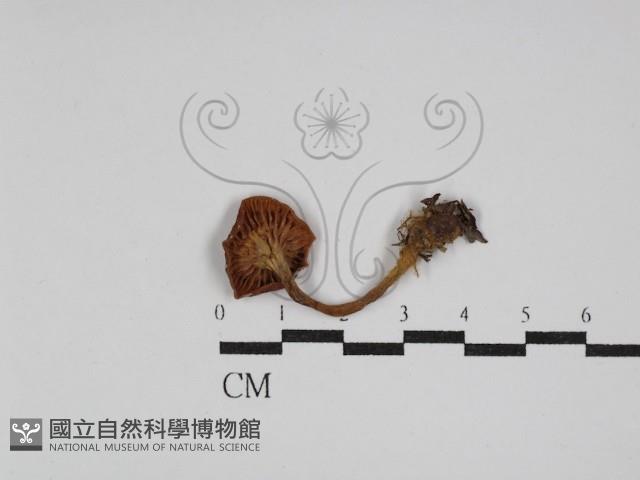 登錄號:F0009694藏品圖，第3張