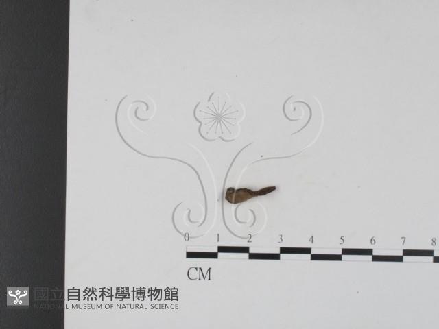 登錄號:F0019694藏品圖，第3張