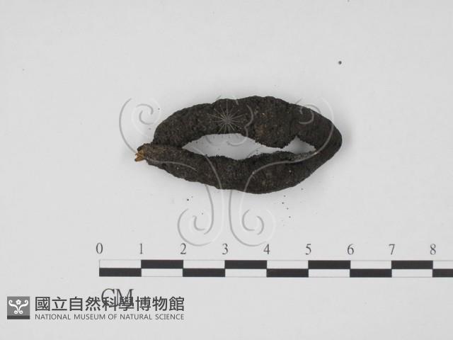 炭角菌屬藏品圖，第3張