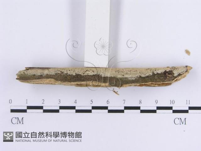 登錄號:F0013694藏品圖，第3張