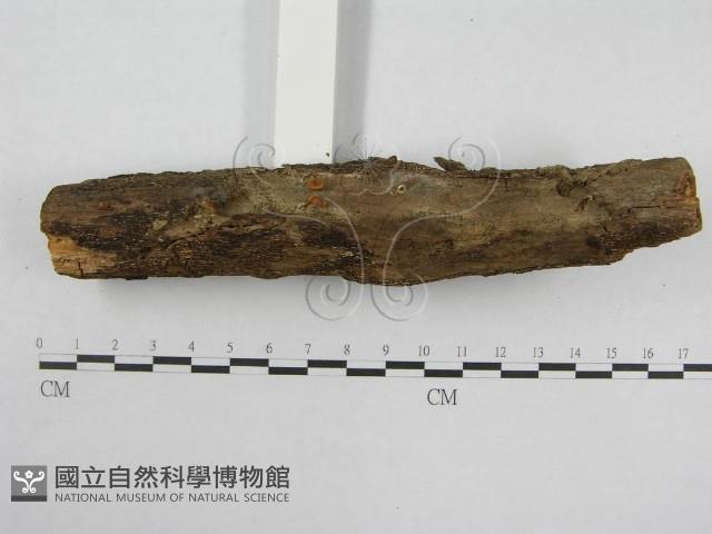 登錄號:F0008494藏品圖，第3張