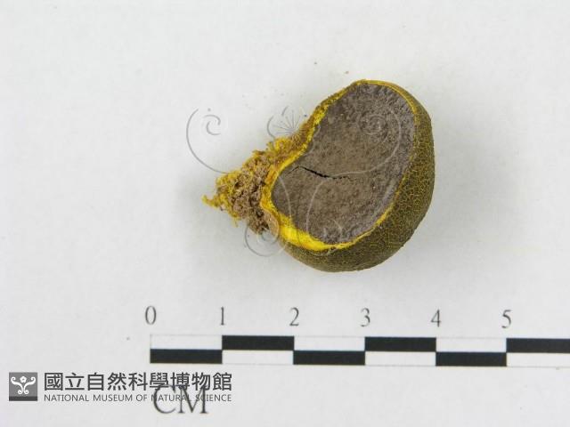 登錄號:F0020494藏品圖，第3張