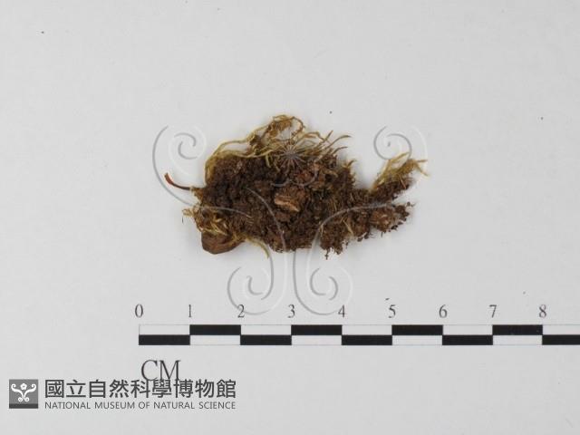 登錄號:F0000494藏品圖，第1張