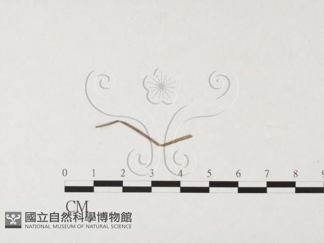 登錄號:F0026494藏品圖，第1張