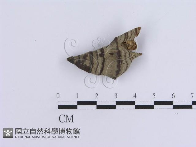 登錄號:F0016494藏品圖，第1張