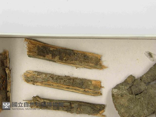 登錄號:F0021494藏品圖，第3張