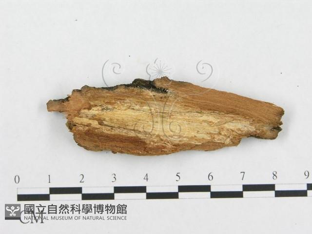登錄號:F0004494藏品圖，第3張