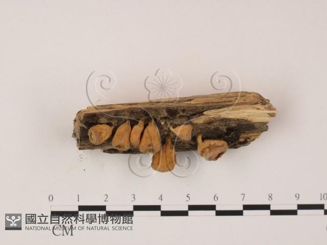 登錄號:F0002494藏品圖，第3張