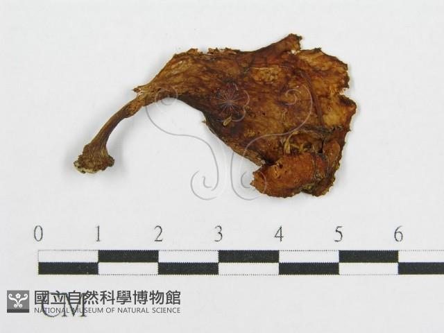 登錄號:F0007494藏品圖，第3張