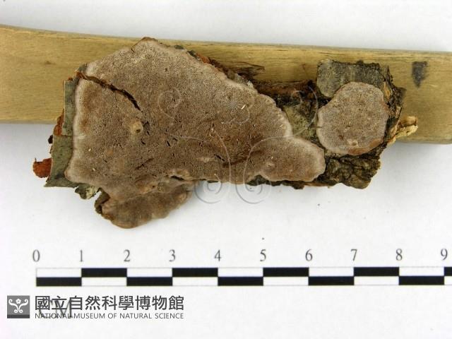 登錄號:F0017494藏品圖，第3張