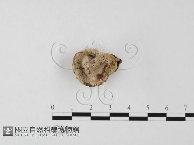 登錄號:F0025494藏品圖，第3張