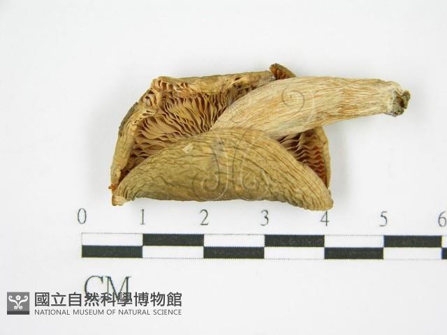 登錄號:F0005494藏品圖，第3張