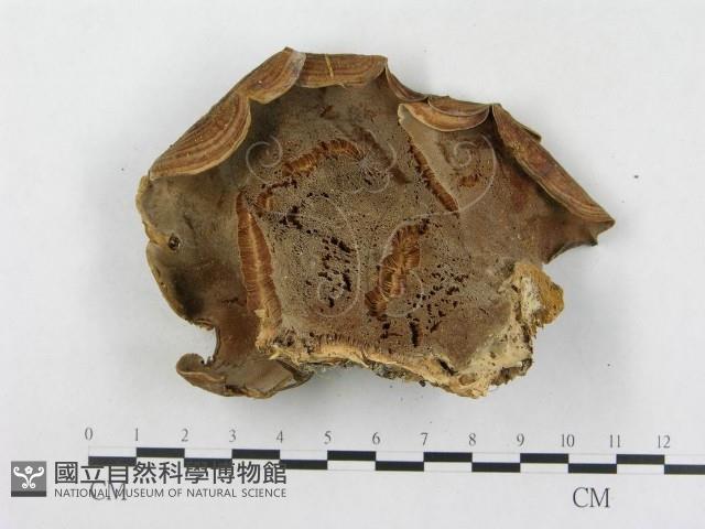 登錄號:F0015494藏品圖，第3張