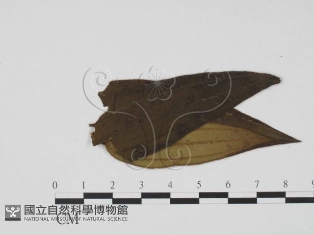 登錄號:F0019494藏品圖，第3張