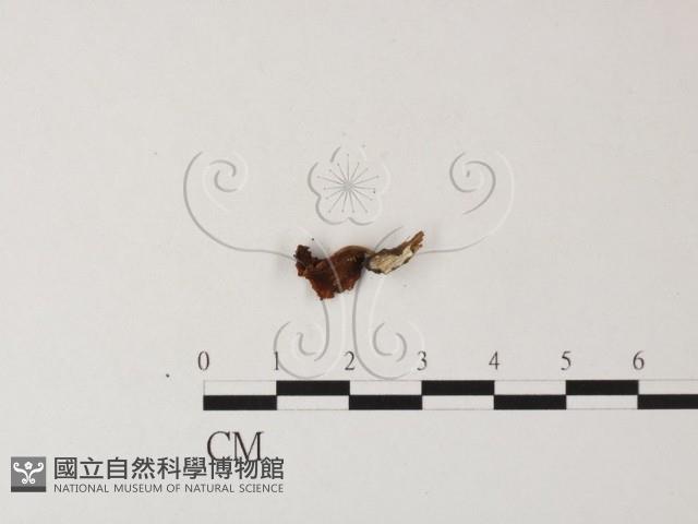 登錄號:F0023494藏品圖，第3張