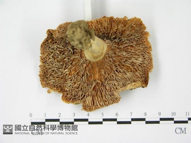 登錄號:F0003494藏品圖，第3張
