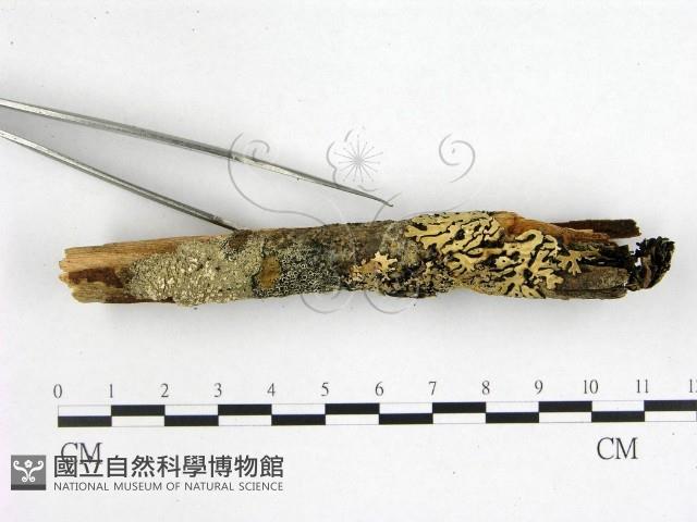花耳屬藏品圖，第3張