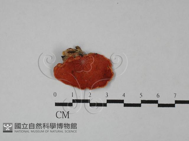 血紅密孔菌藏品圖，第3張