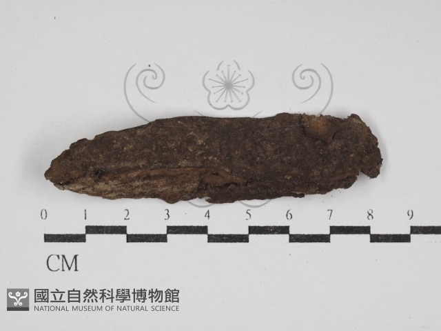 多年臥孔菌屬藏品圖，第3張