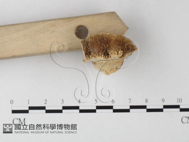 登錄號:F0006794藏品圖，第3張