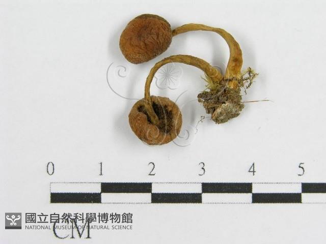 登錄號:F0001794藏品圖，第3張