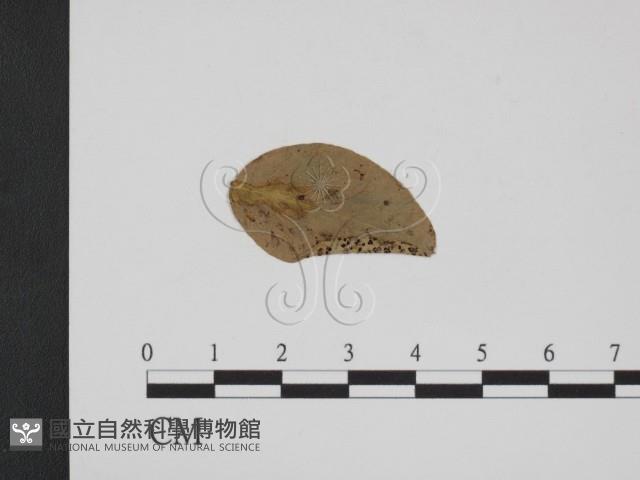 登錄號:F0011794藏品圖，第3張
