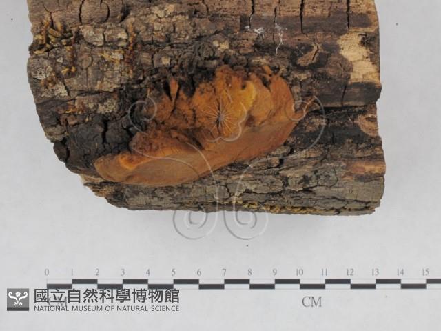 桑黃藏品圖，第3張
