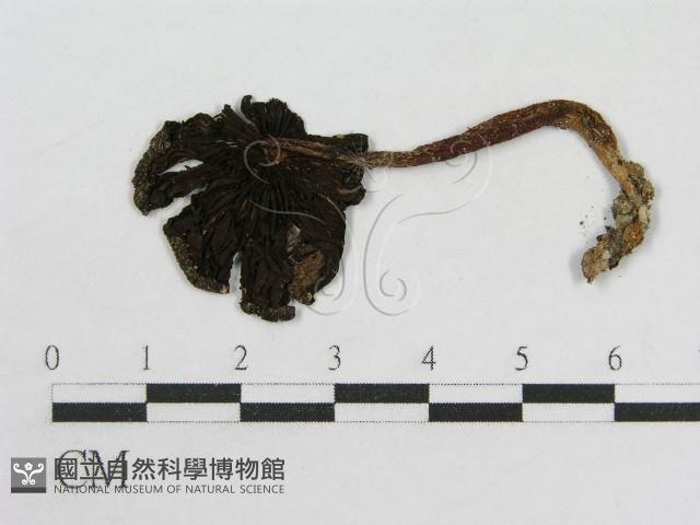 登錄號:F0004794藏品圖，第3張