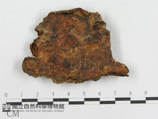 登錄號:F0017794藏品圖，第3張