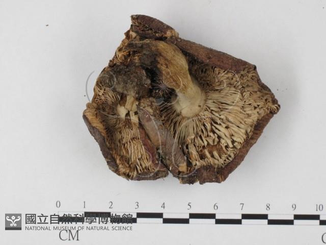 紅菇屬藏品圖，第3張