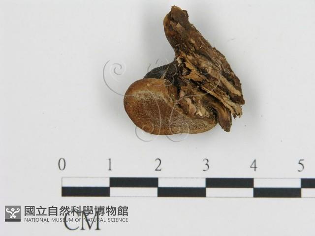 登錄號:F0005794藏品圖，第3張