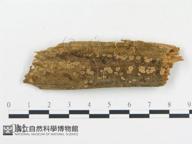登錄號:F0015794藏品圖，第1張