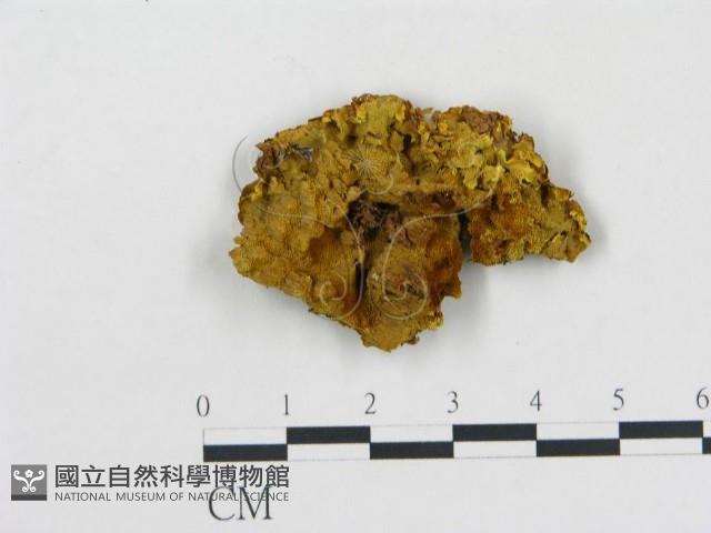 登錄號:F0019794藏品圖，第1張