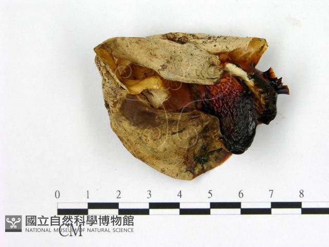 登錄號:F0003794藏品圖，第3張