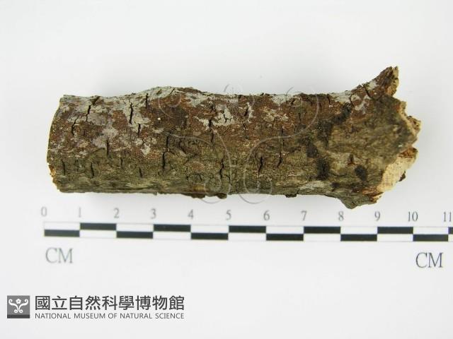 登錄號:F0008594藏品圖，第3張