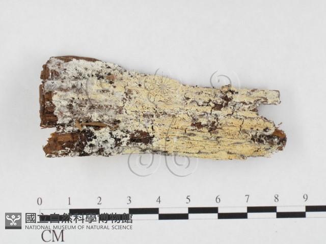 顯絲菌屬藏品圖，第3張