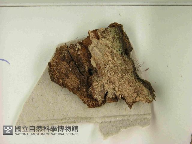 登錄號:F0021594藏品圖，第3張