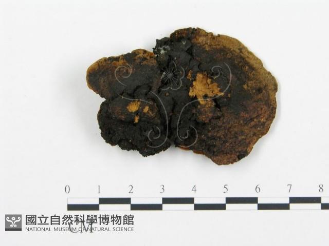 登錄號:F0001594藏品圖，第3張