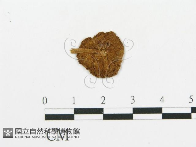 登錄號:F0011594藏品圖，第1張