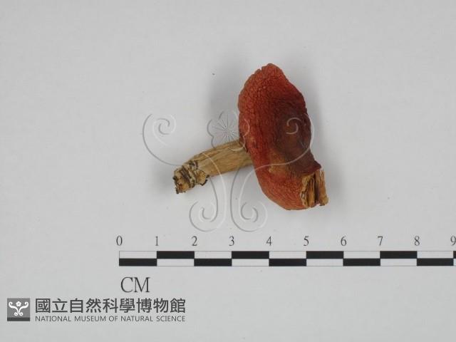 登錄號:F0024594藏品圖，第3張