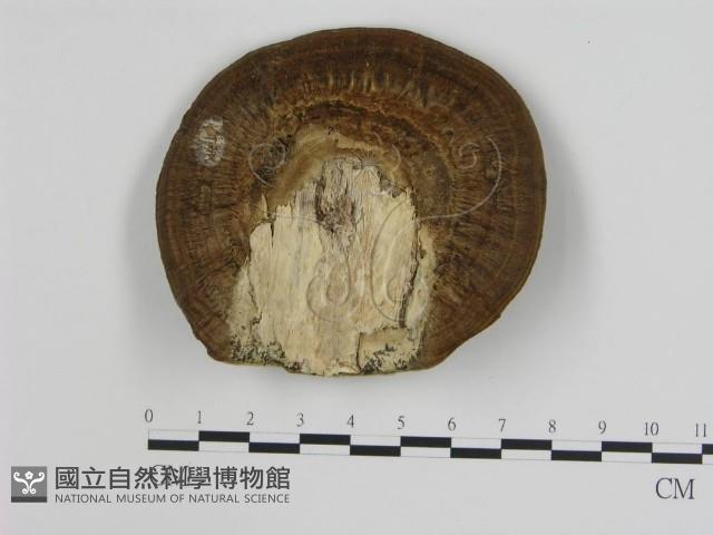 登錄號:F0004594藏品圖，第3張