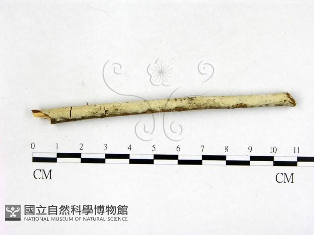 剛毛絲皮菌藏品圖，第3張