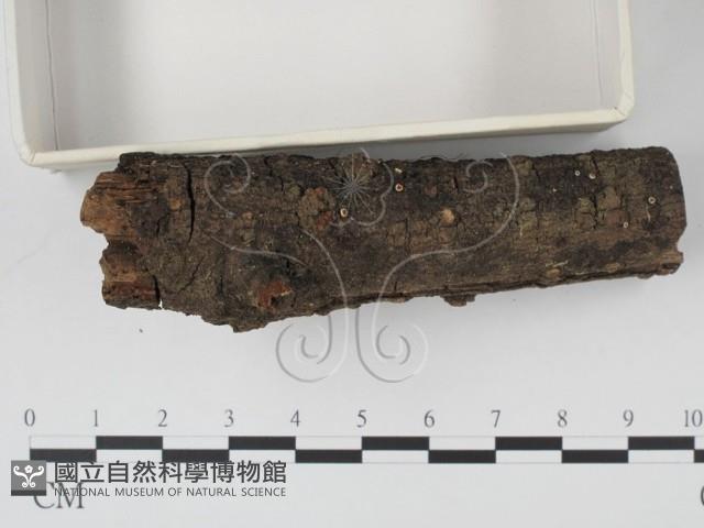 登錄號:F0002594藏品圖，第3張