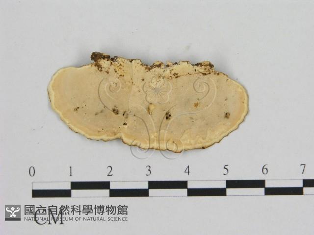 相鄰小孔菌藏品圖，第3張