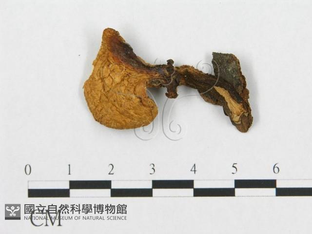 登錄號:F0017594藏品圖，第1張