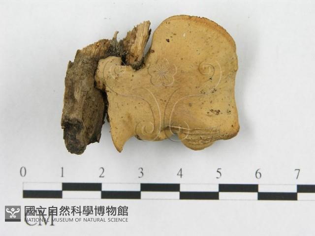 登錄號:F0015594藏品圖，第3張