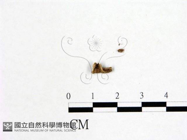登錄號:F0019594藏品圖，第3張