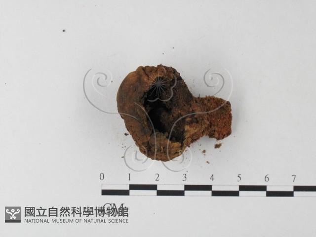 登錄號:F0023594藏品圖，第3張